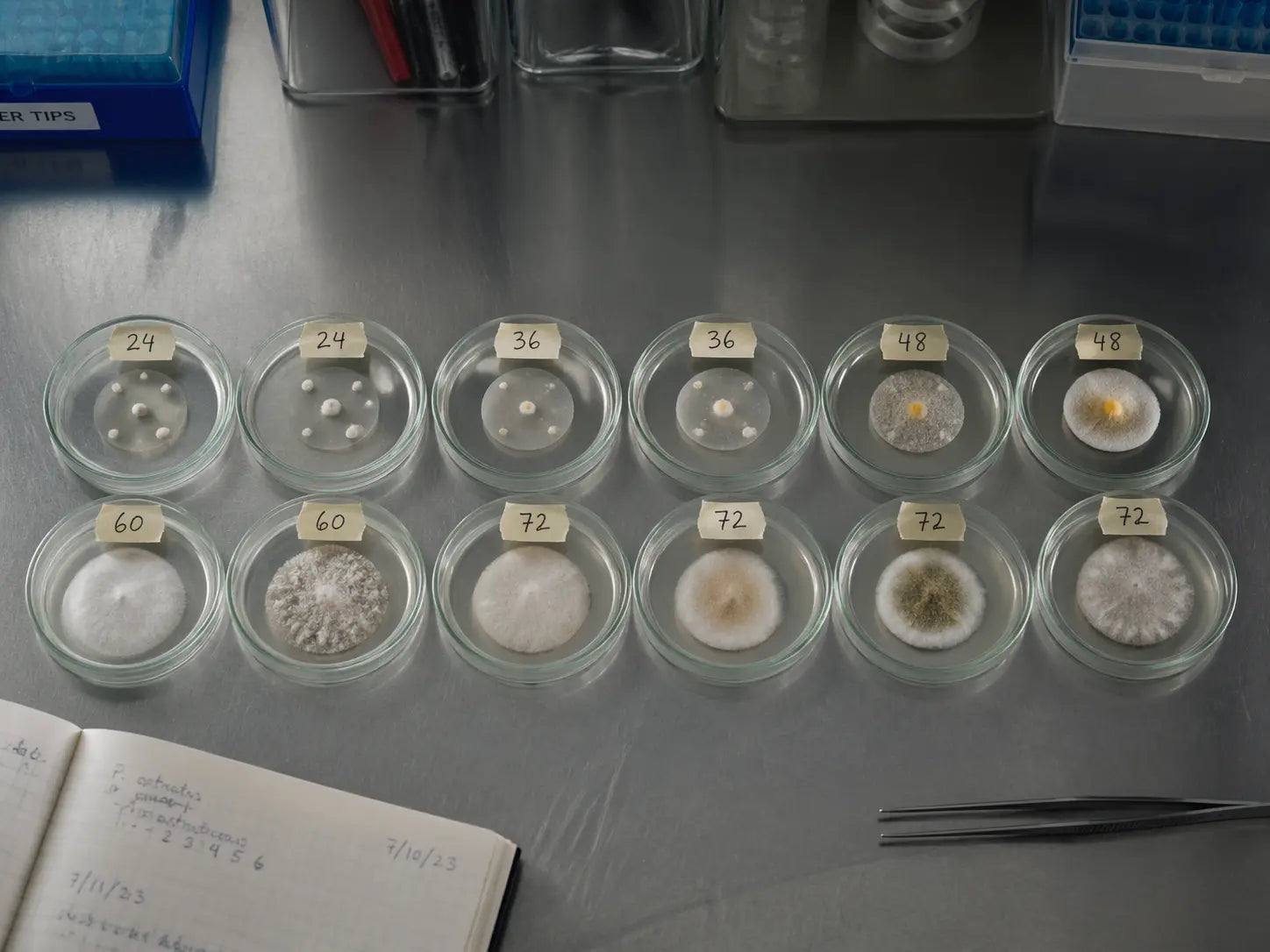 Twelve shallow petri dishes arranged in a row inside a fungal biology lab incubator, each labeled with hours.