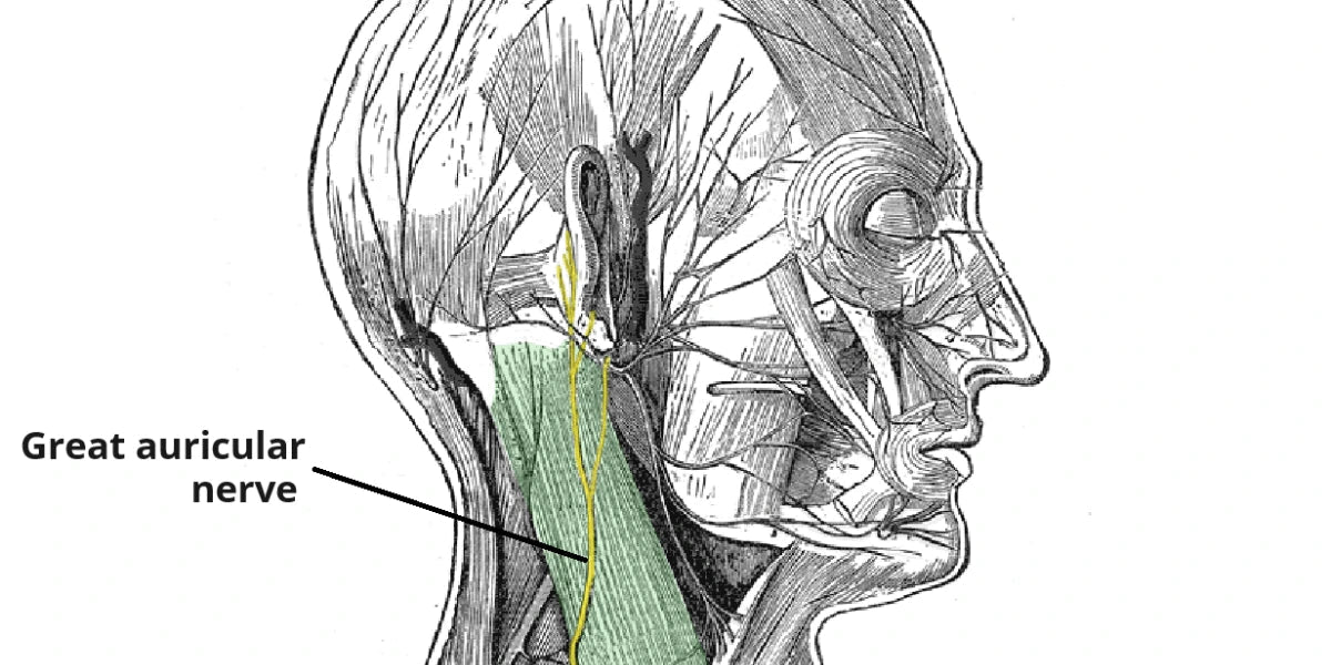The great auricular nerve — the one that sits behind your ear. When it gets stuck firing, no standard hearing test is built to catch it.